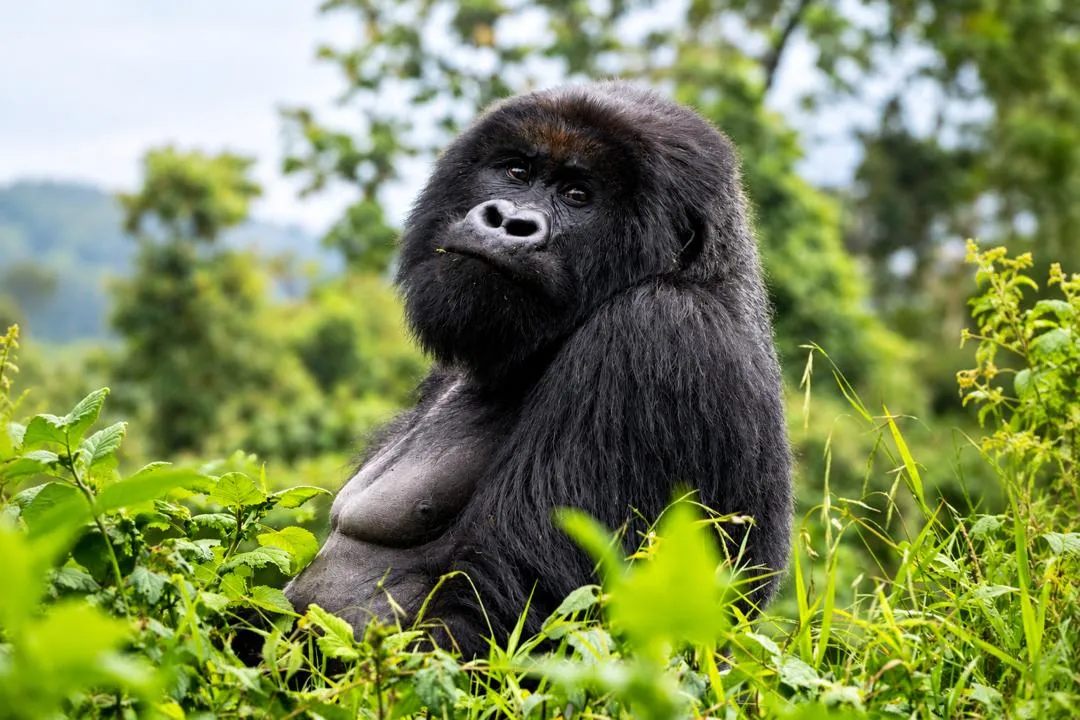 Mountain gorilla trekking experience in Rwanda