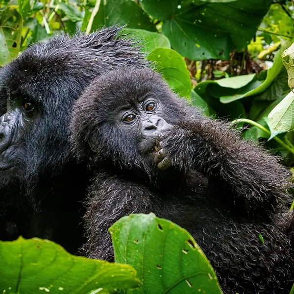 Gorilla trekking experience in Rwanda
