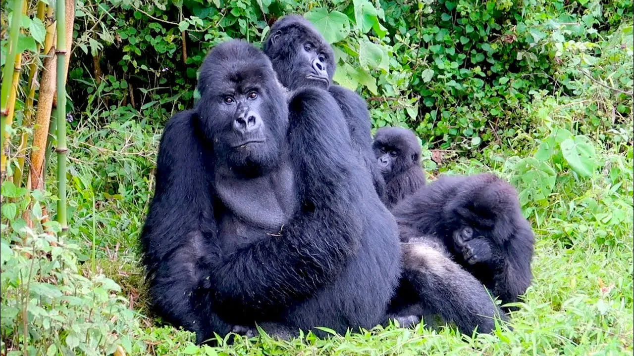 Volcanoes National Park Rwanda travel destination