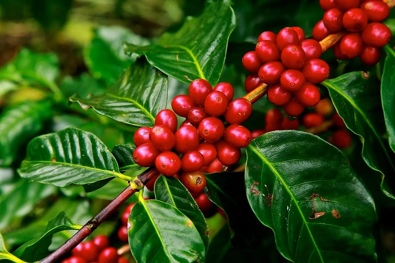 Rwanda Coffee Experience in Rwanda