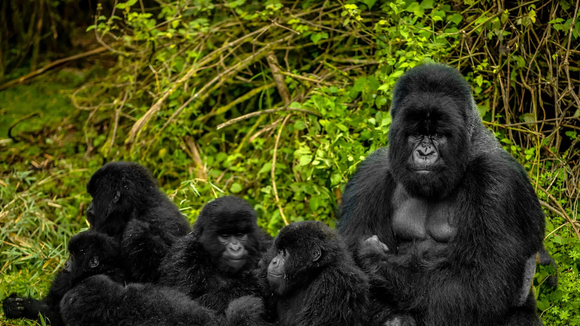 Rwanda tours and travel