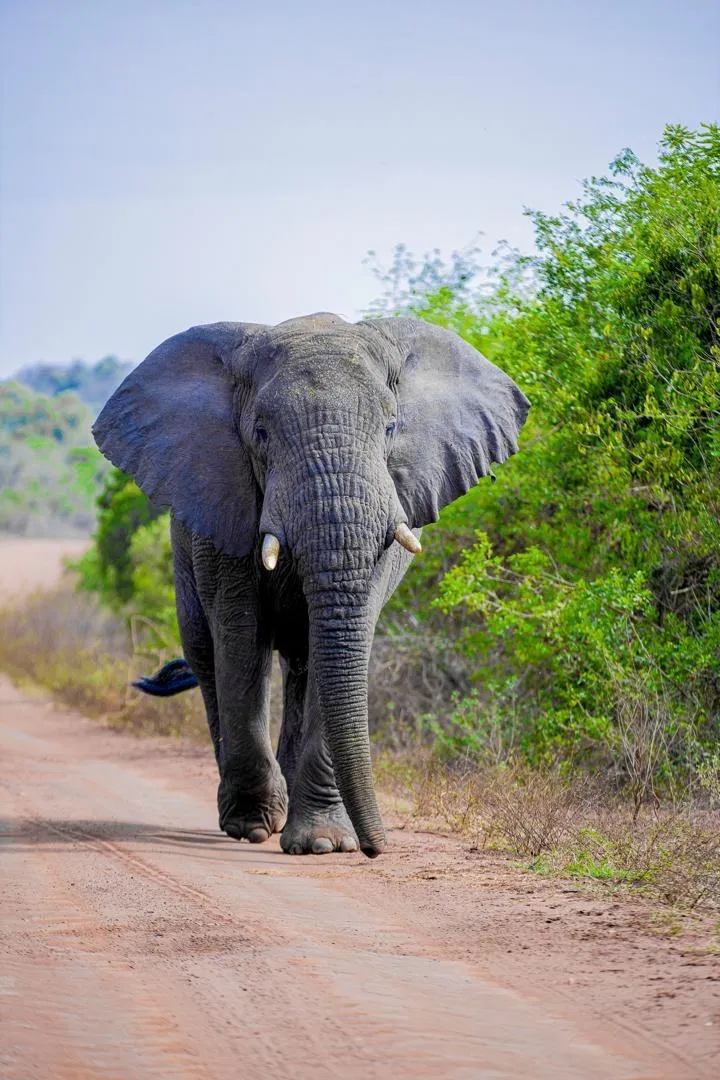 Elephant wildlife safari in Rwanda