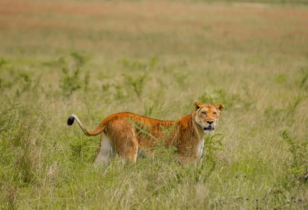 Lion safari experience in Rwanda